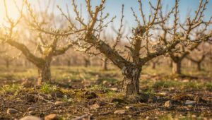 Marzec 2026 to ostatni moment na cięcie tych trzech drzew owocowych – potem stracisz cały sezon