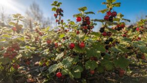 Potrójny plon porzeczek: zrób to w marcu zanim krzaki wypuszczą liście
